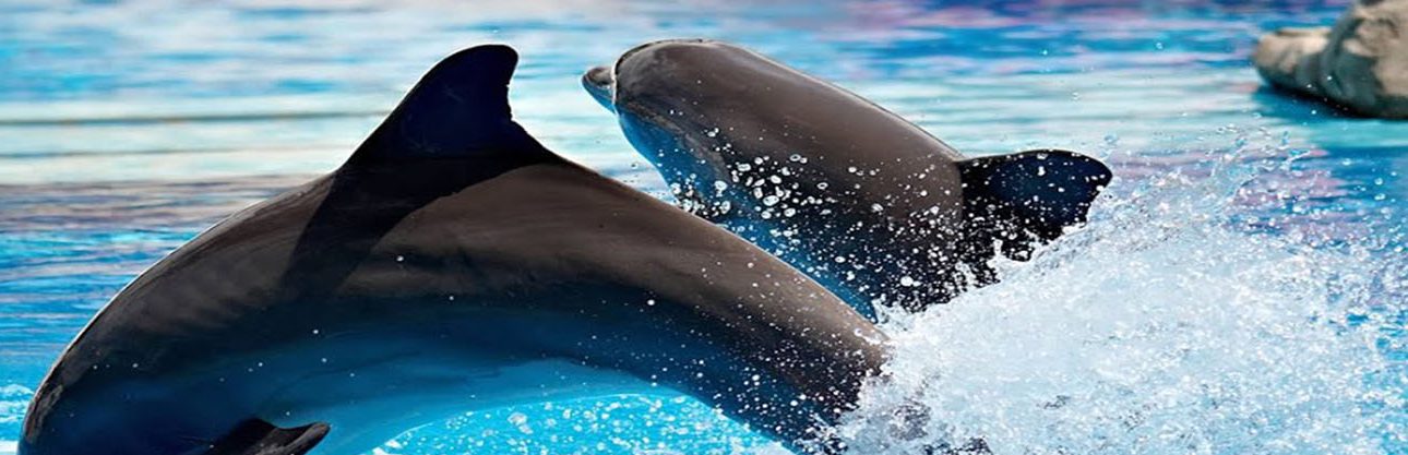 dolphinariun-tour-content