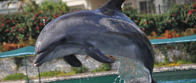 Kazakhstan Dolphinariun Tour
