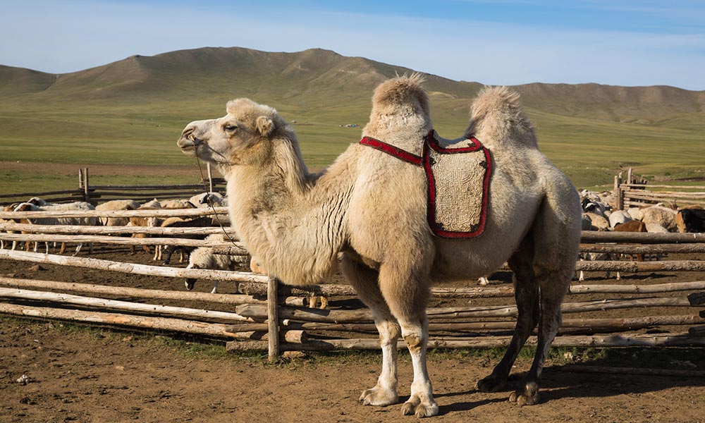 silk-road-travel